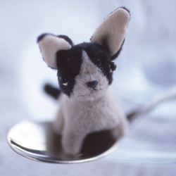 Bob (from Cute Dogs)